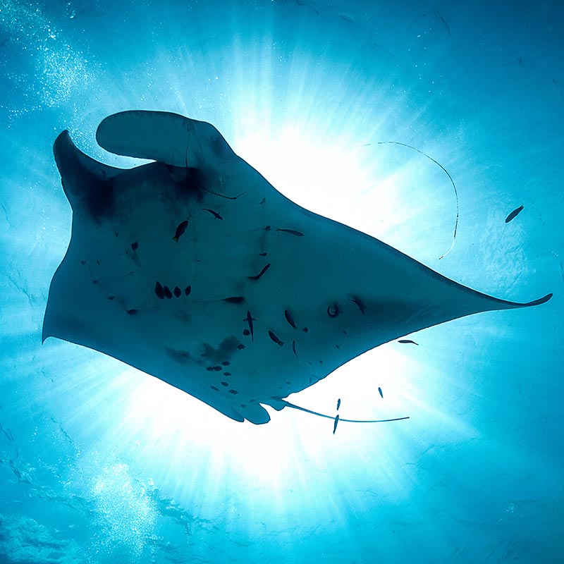 Diving in Yap with large manta ray