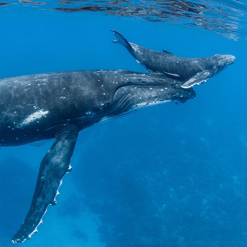 Large whales in Tonga